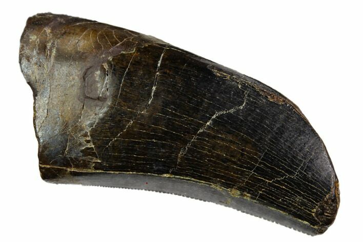 Serrated, Tyrannosaur Tooth - Judith River Formation #123513